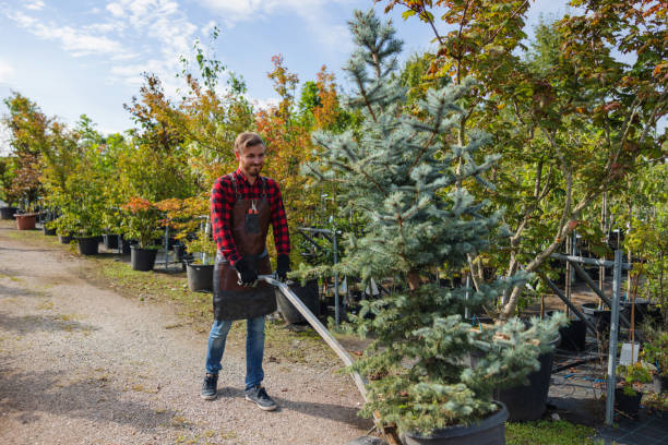 Best Stump Grinding and Removal  in Tainter Lake, WI